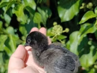 Chickens — الصورة 5