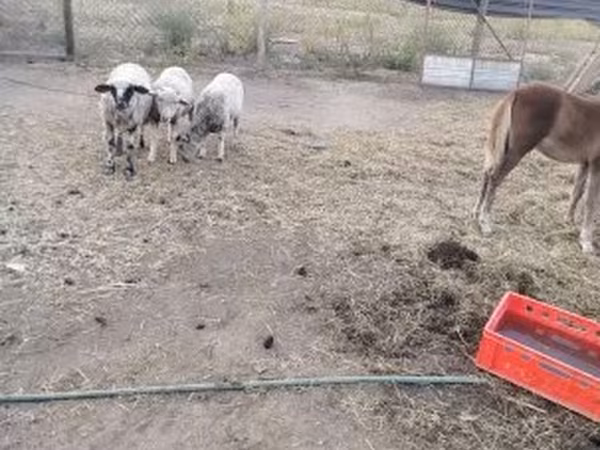 Oveja, Ovejas