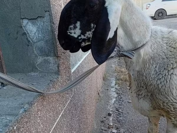 Қошқар, Arashan sheep
