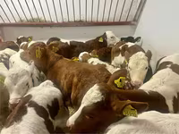 Bydło (partia, płeć nieokreślona), Simmental cattle — zdjęcie 3