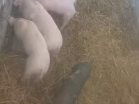 Sow, Pigs — photo 2