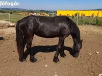 Mare, Friesian — photo 2