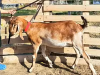 母山羊, Nubian Goat — 照片 4