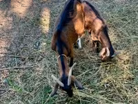 Goat, Goats — photo 8