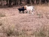 Cabra, Cabras — foto 2