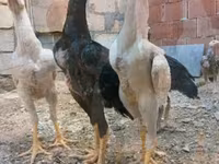 Chickens — 照片 7
