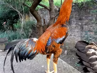 الطاوي — الصورة 1