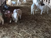 भेड़, Awassi sheep — फ़ोटो 4