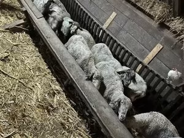 Oveja, Ovejas