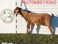 公山羊, Nubian Goat — 照片 7