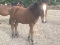 母马, Horses — 照片 2