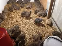 Quails — Foto 1