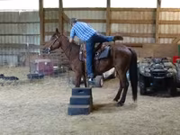 Kůň, Standardbred — foto 6
