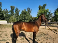 Hing, Akhal-Teke — 2. fotó