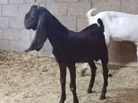Koza, Kamori goats — zdjęcie 5