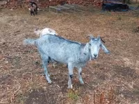 Nőstény kecske, Nubian Goat — 7. fotó