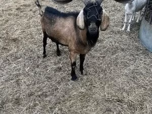 Kozel, Nubian Goat — Maďarsko