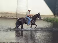 Égua, Tennessee Walking Horse — foto 6