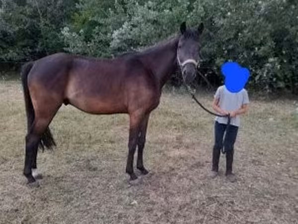 Cheval, Hungarian horse breed — Hongrie