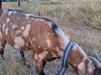 Kozel, Nubian Goat — foto 1
