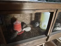 Quails — foto 2