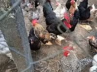 Chickens — foto 4