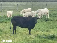 Rinder (Partie, Geschlecht nicht angegeben), Rinder — Foto 3