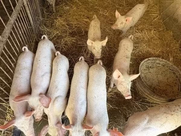 Schweine (Partie, Geschlecht nicht angegeben),  — Ungarn