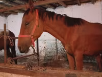Caballo, Manipuri pony — foto 3