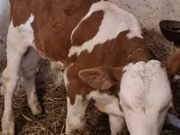 Бұқа, Simmental cattle — 1-сурет