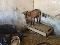 Goat, Goats — photo 4