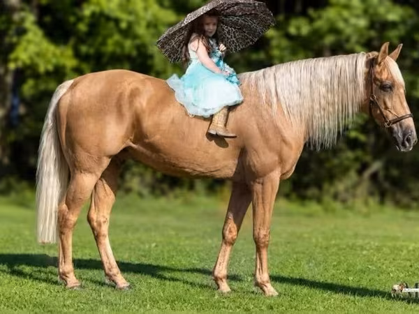 Hing, Palomino