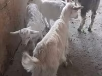 Nőstény kecske, Saanen goat — 5. fotó