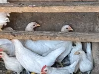 Chickens — Foto 2
