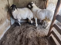 भेड़, भेड़ — फ़ोटो 6