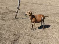 تيس, الماعز — الصورة 1