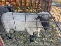 公羊, Shroshire sheep — 照片 1