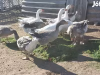 Geese — 1. fotó
