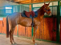 घोड़ा, Thoroughbred horse — फ़ोटो 3