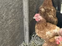 Chickens — الصورة 3