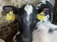 Cow, Holstein breed — photo 5