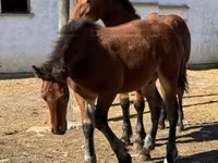 公马, Horses — 照片 7