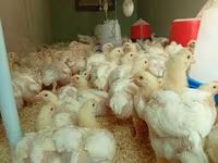 Chickens — foto 3