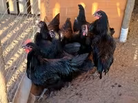 Australorp — foto 3