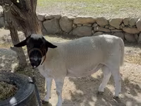 Baran, Dorper sheep — zdjęcie 1