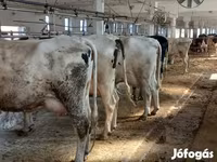 بقرة, Russian Black pied cattle — الصورة 2