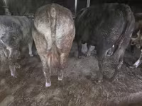Bika, Simmental cattle — 3. fotó