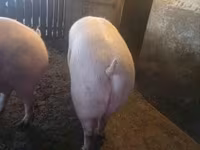 母猪, Pigs — 照片 4
