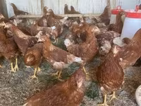 Chickens — 照片 1