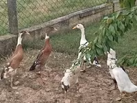 Ducks — 照片 1